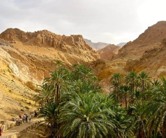 Oasis in Souss of Tunisia